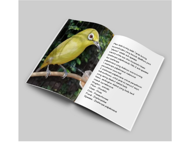 Sangkar White-Eye / Kacamata Sangkar (Zosterops melanurus) Ras Melanurus (Pleci Dakun Jawa)